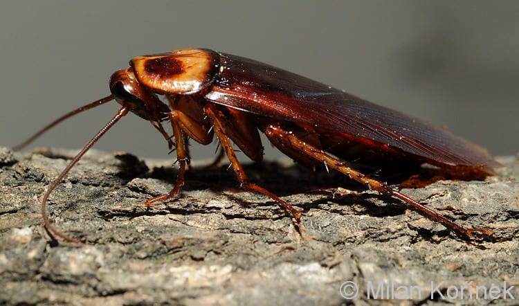blatta scarafaggio Periplaneta americana